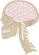 429px-Skull_and_brain_normal_human